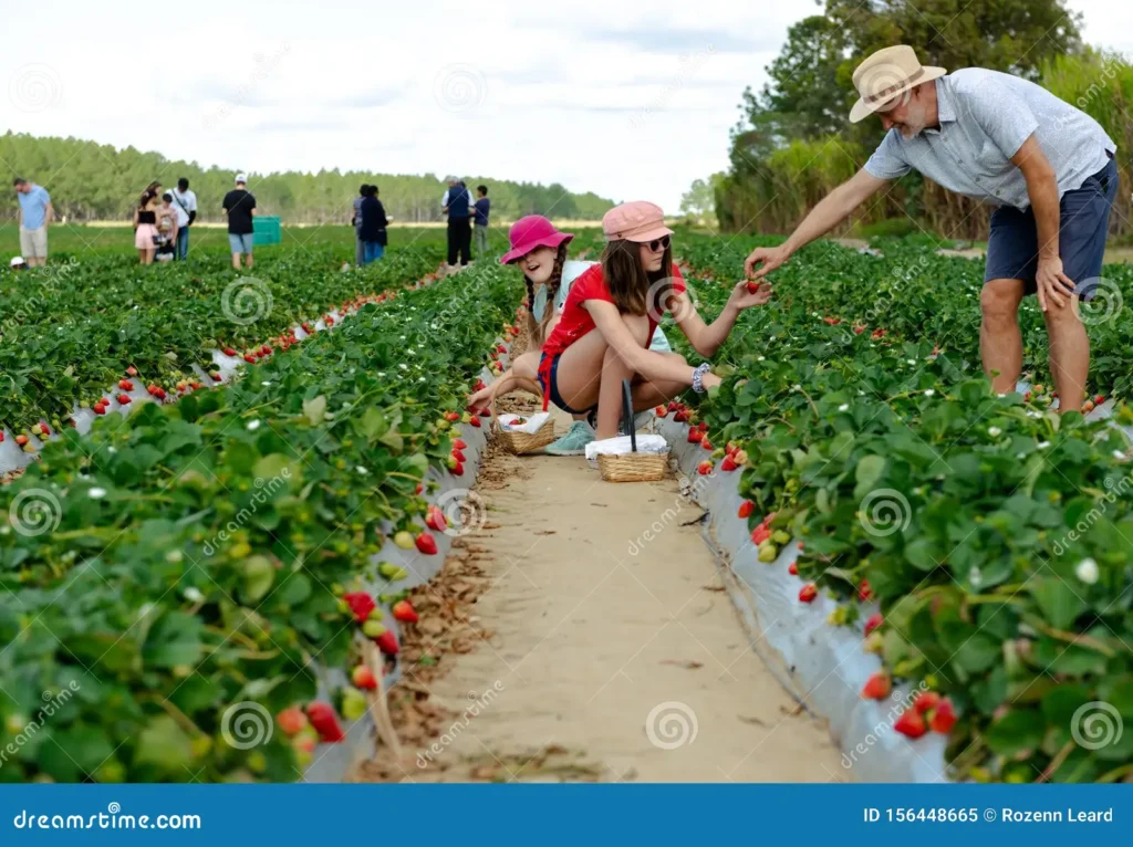 UPick field harvesting